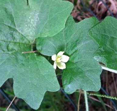 Rotfrüchtige Zaunrübe